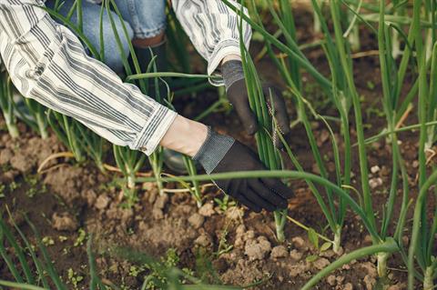 Recuperare online gli anni scolastici di agricoltura e sviluppo rurale